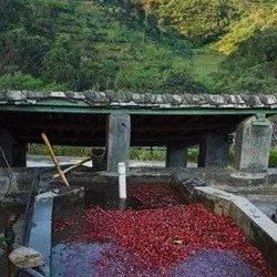 咖啡产区 | 中国云南咖啡种植历史和产区介绍