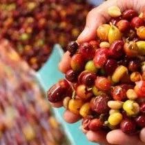 咖啡产区  | 肯尼亚咖啡产区特色及分级制度介绍