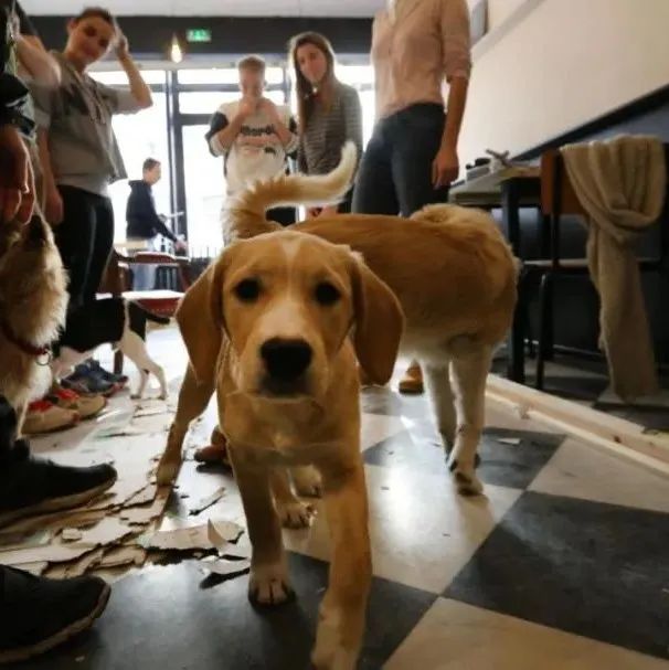 流浪犬咖啡馆：不为赚钱，只为给流浪狗狗找到温暖的家～